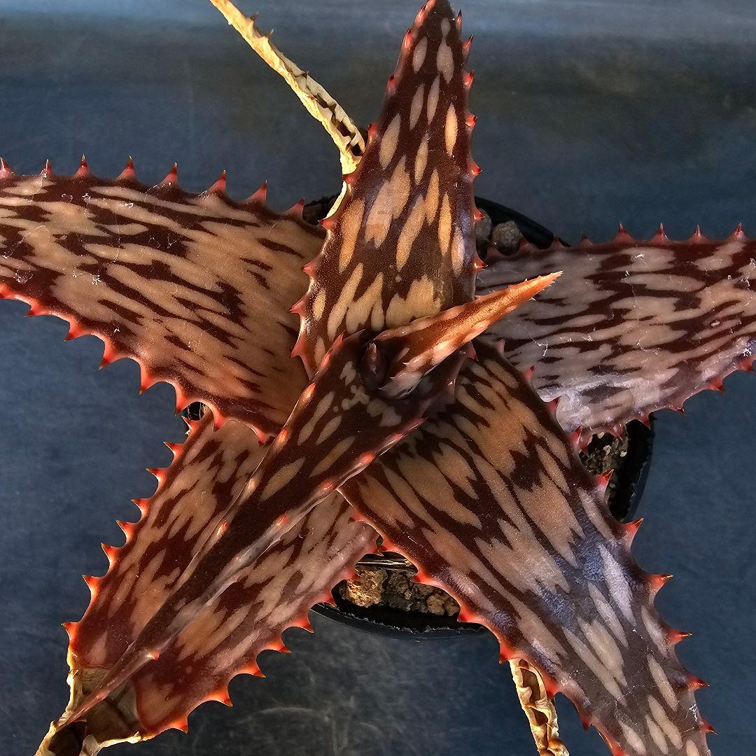 メルカリ便発送☆多肉植物 アロエ属 ペッキー×ヘミンギー