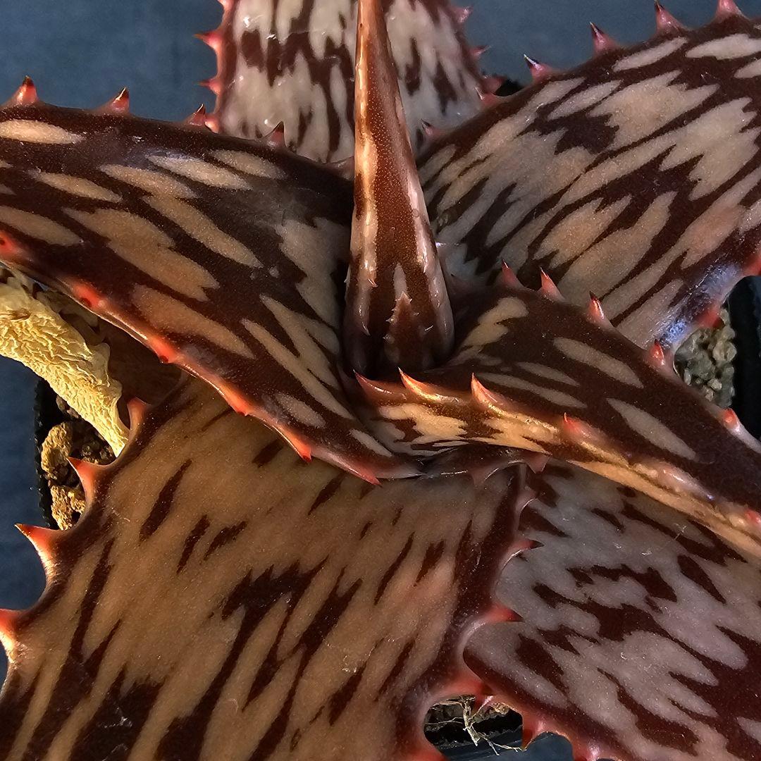 メルカリ便発送☆多肉植物 アロエ属 ペッキー×ヘミンギー