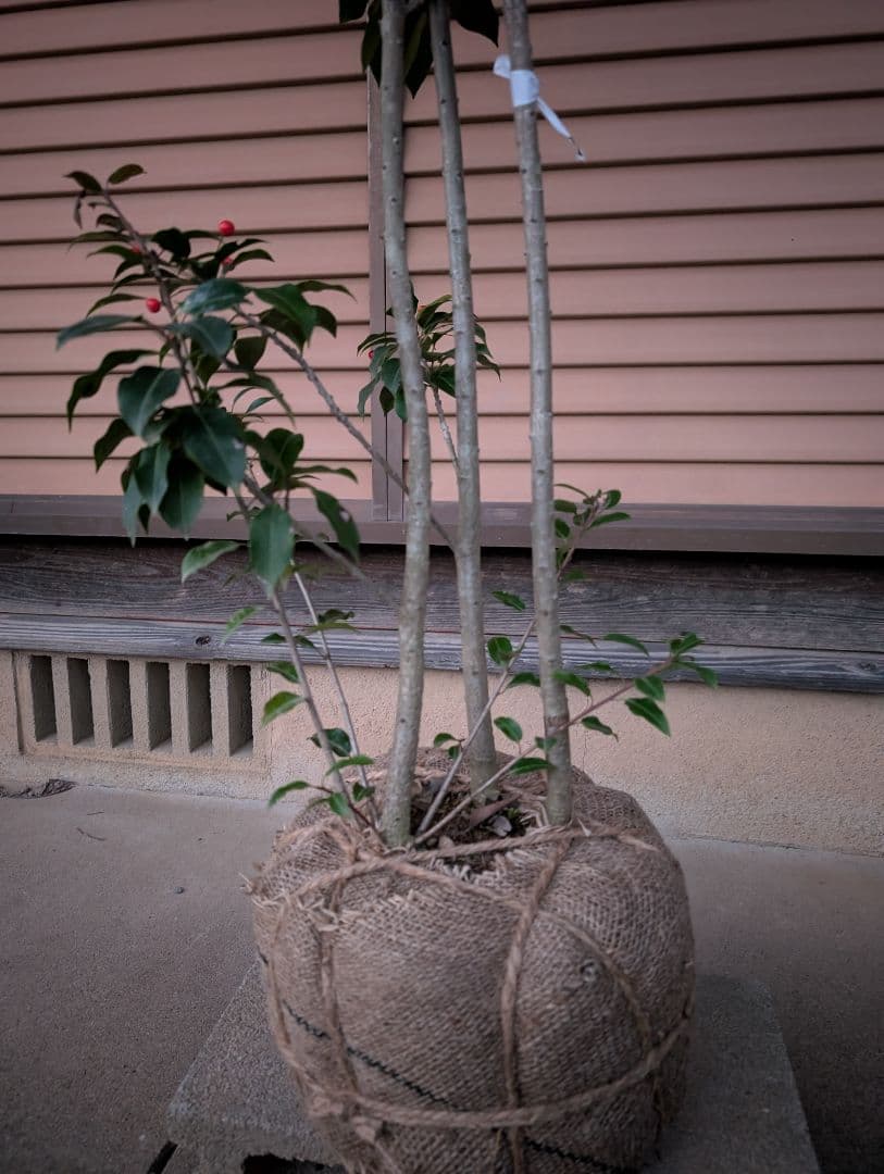ソヨゴ　株立　雌株　③