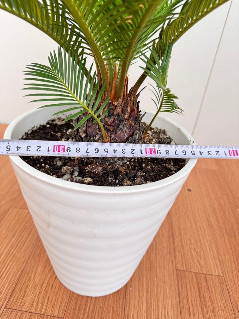 斑入り　ソテツ　蘇轍　5