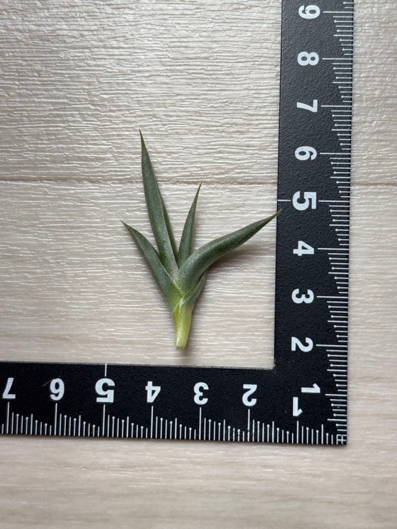 R*n様 Tillandsia tenebra
