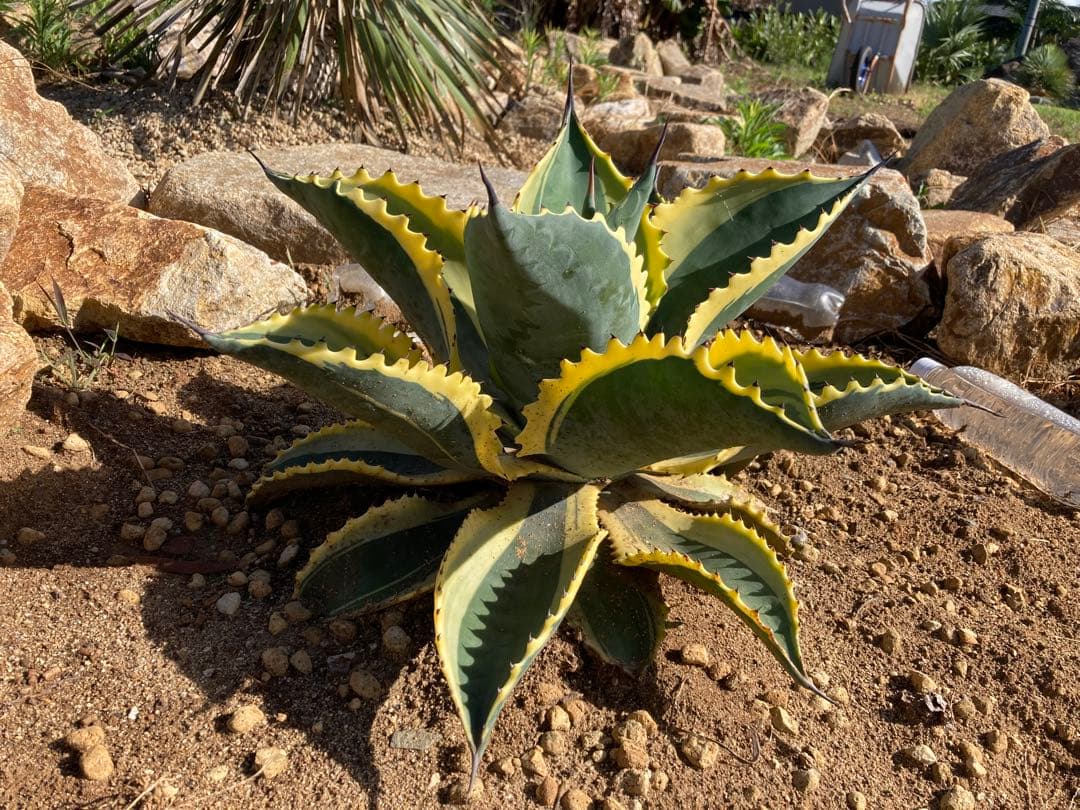 よ*あ様 アガベ　リプルエフェクト　100%本物保証