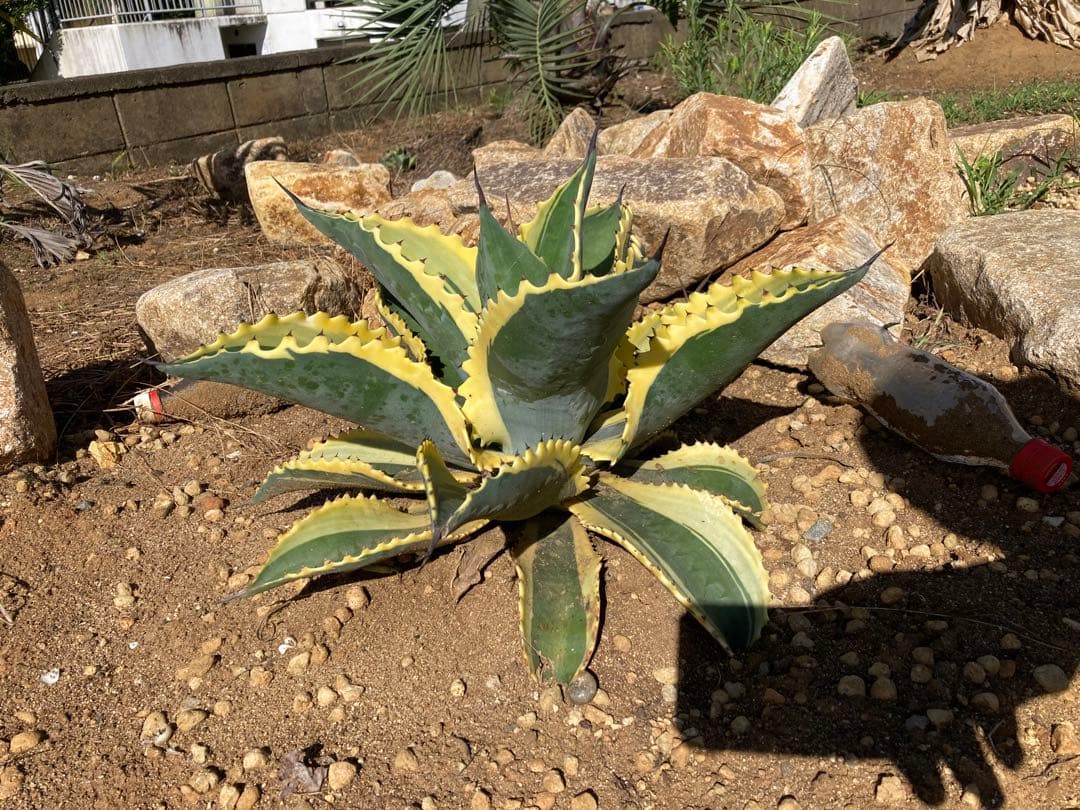 よ*あ様 アガベ　リプルエフェクト　100%本物保証