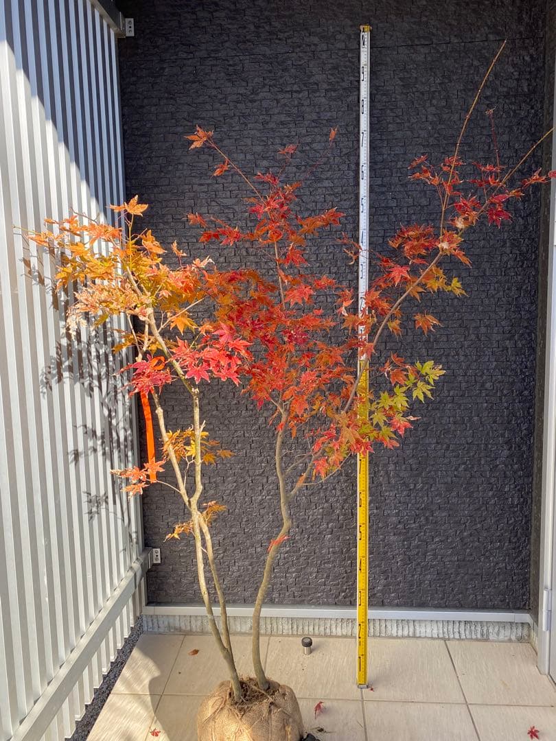 Roy　オオモミジ　株立ち