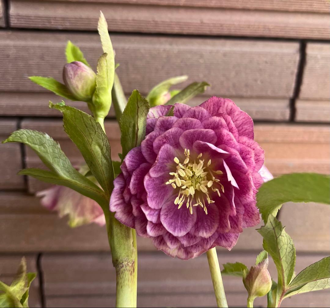 広瀬園芸 クリスマスローズ 多弁ピンクグラデーションdd