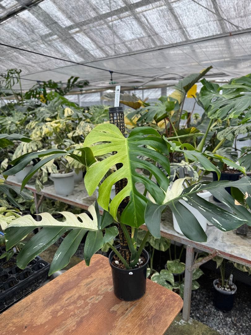 1モンステラ　ボルギシアナ　x デリシオーサ　ミント　親株　美斑入り　送料込み