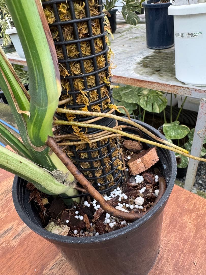 1モンステラ　ボルギシアナ　x デリシオーサ　ミント　親株　美斑入り　送料込み