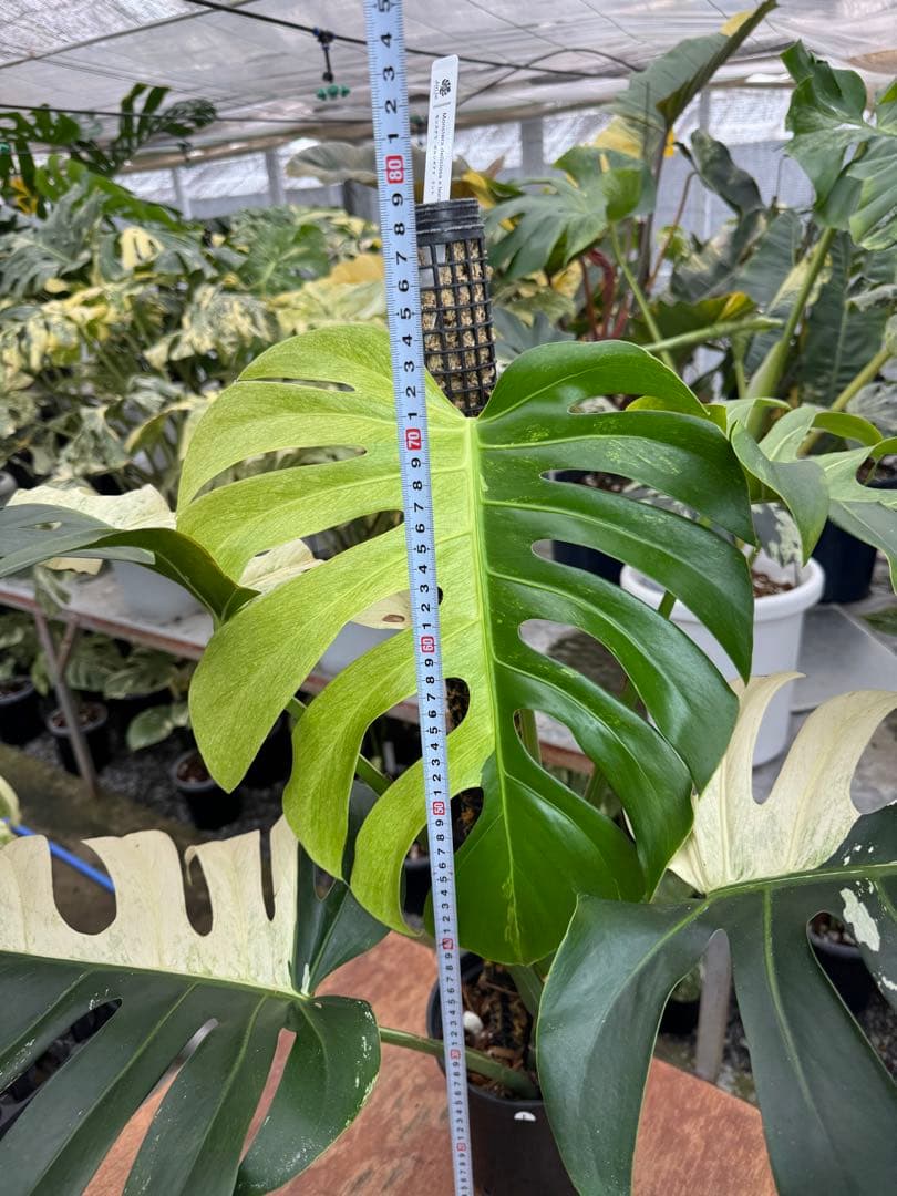 1モンステラ　ボルギシアナ　x デリシオーサ　ミント　親株　美斑入り　送料込み