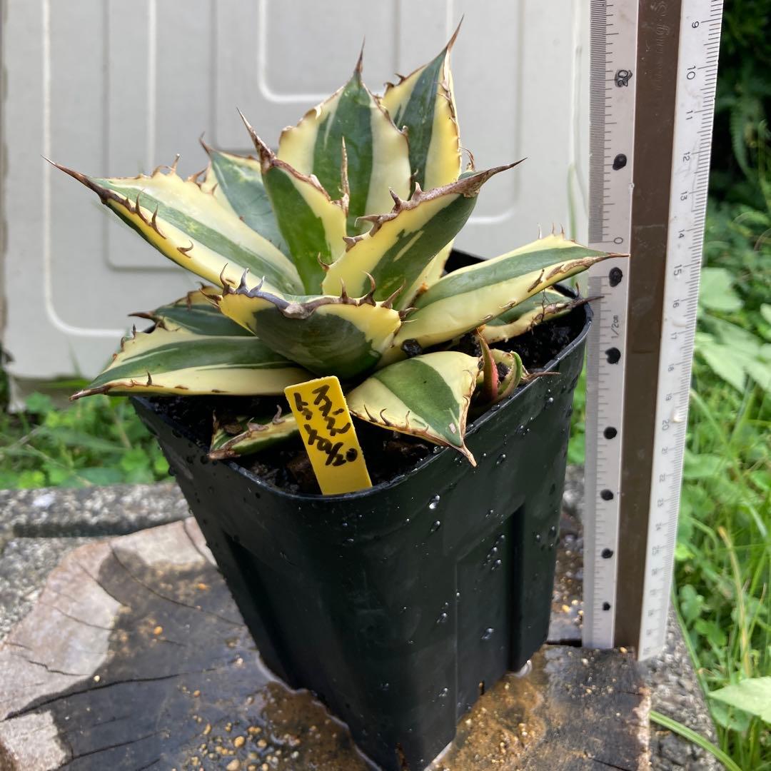 アガベ　スナグルトゥース　子株つき苗