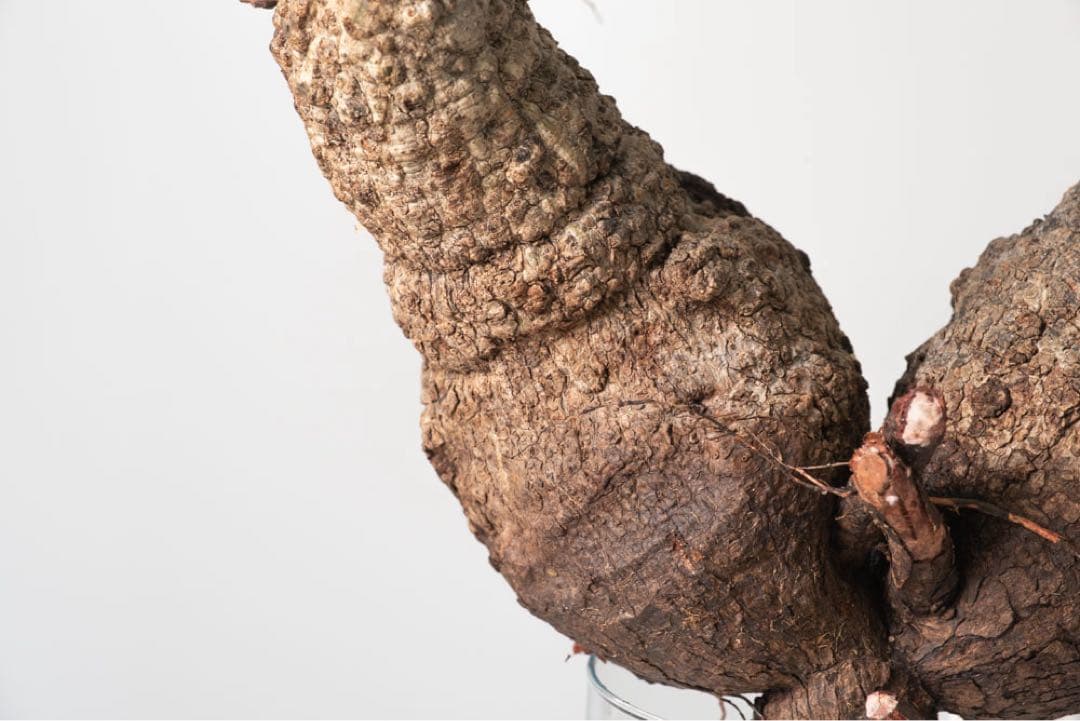 CP118 オペルクリカリア パキプス ベアルート株