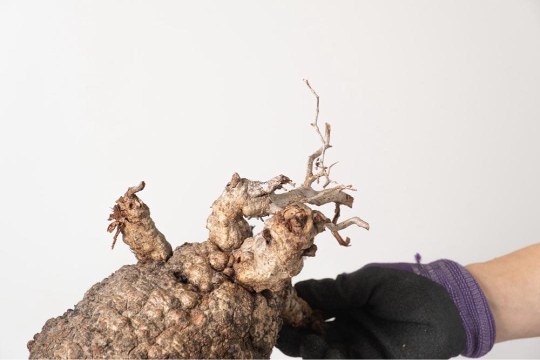 CP118 オペルクリカリア パキプス ベアルート株