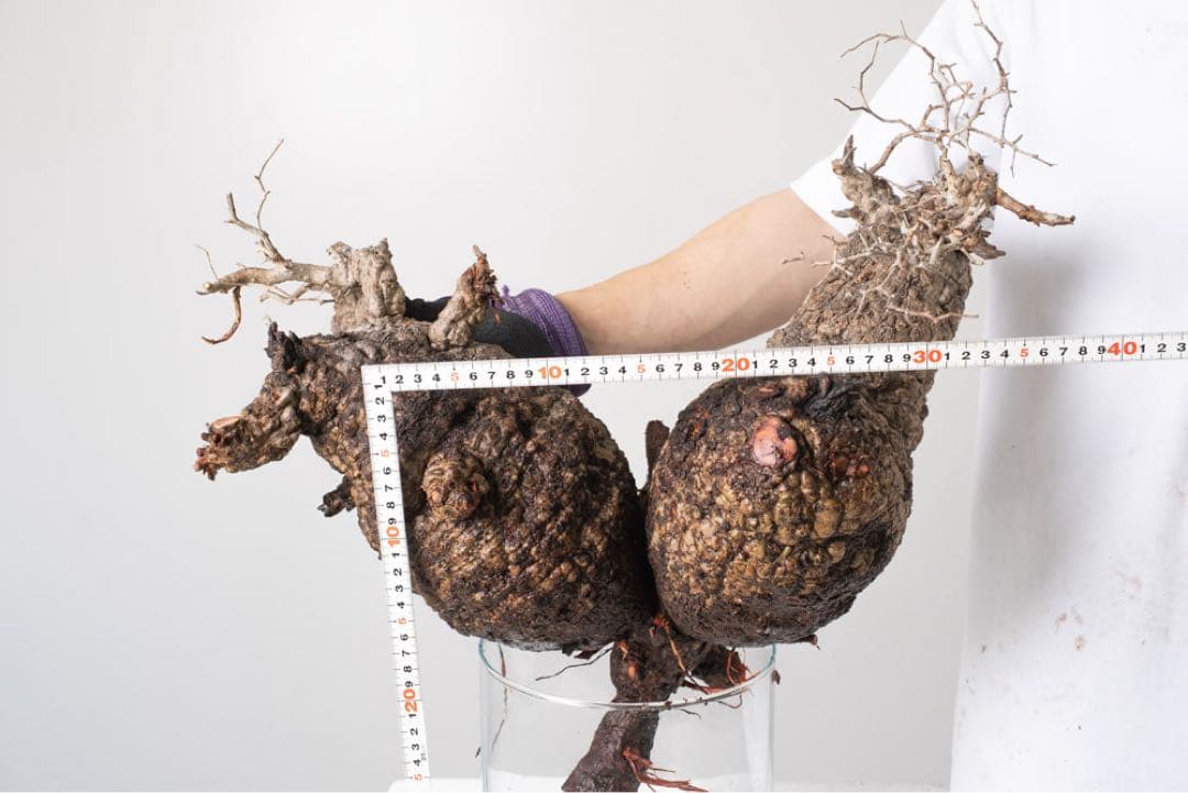 CP118 オペルクリカリア パキプス ベアルート株