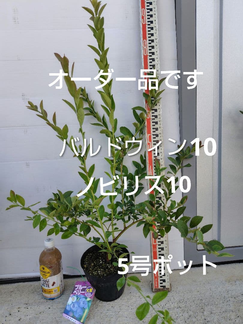 ブルーベリー苗5号ポット20本セット