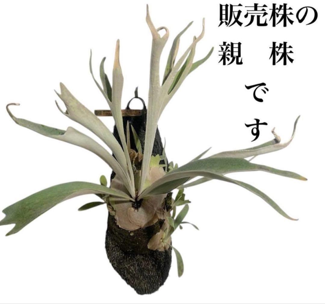 ビカクシダ P. veitchii 'Auburn ' from Lisaw OC