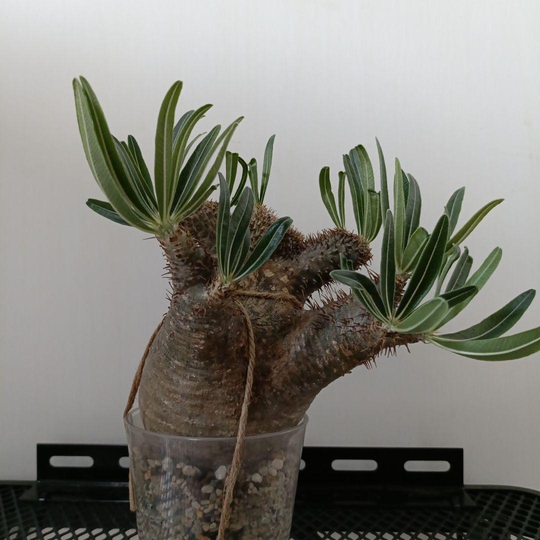 パキポディウム　グラキリス　綴化