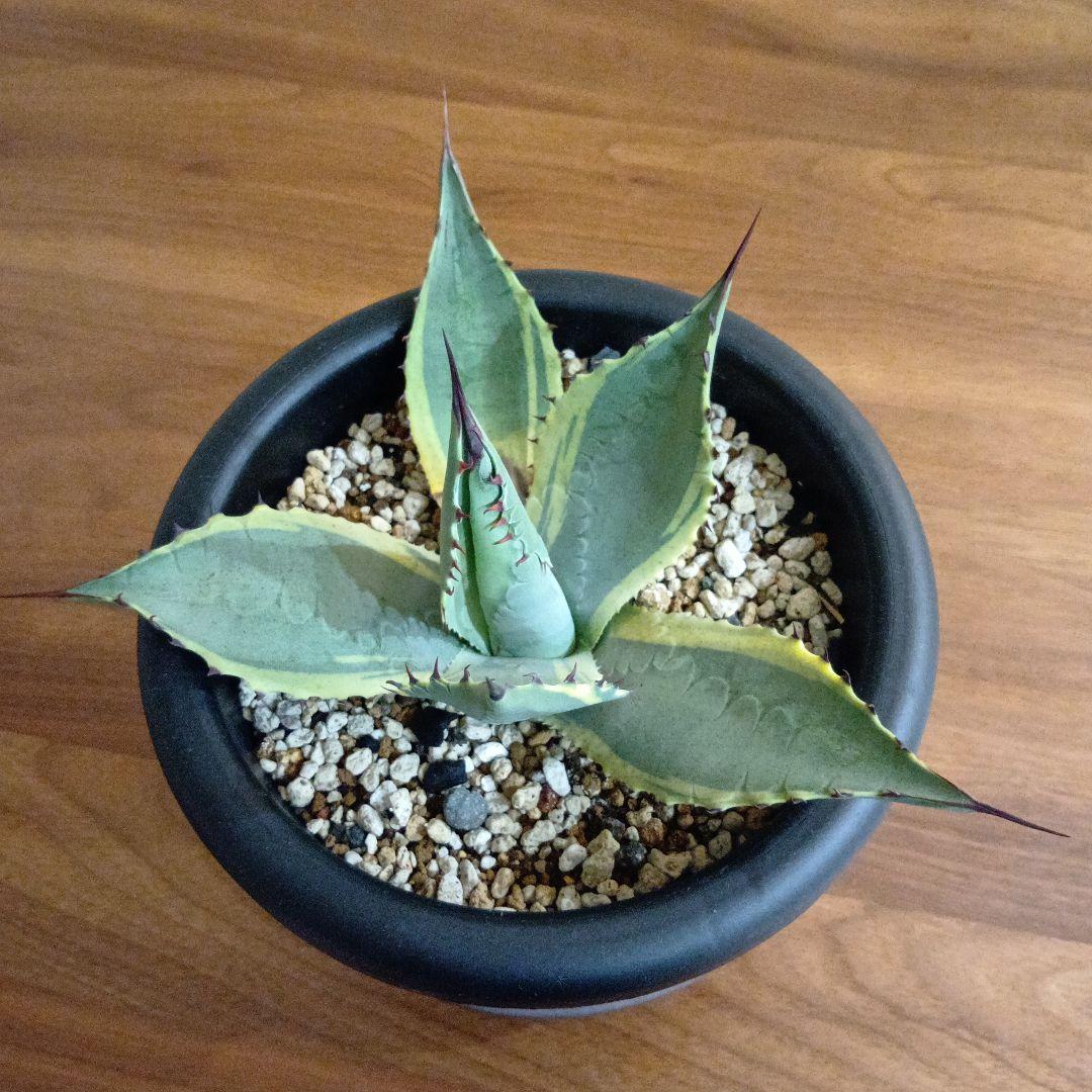 アガベ　パリー　旧来パリー錦　黄覆輪