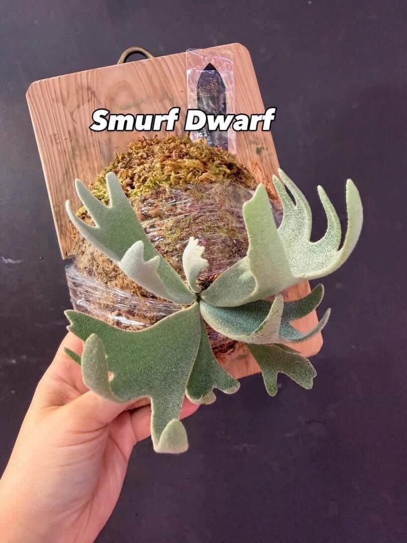 ビカクシダ p. elf OC (from smurf dwarf spore)