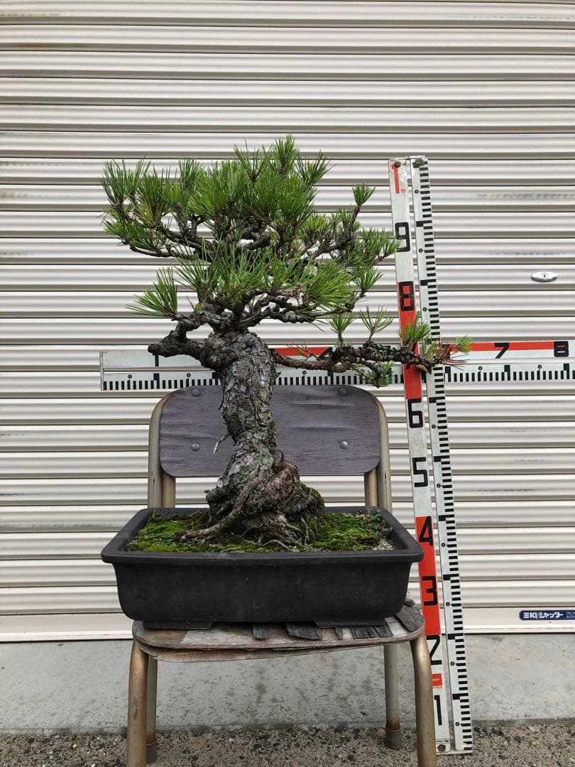 黒松盆栽　高さ約60cm