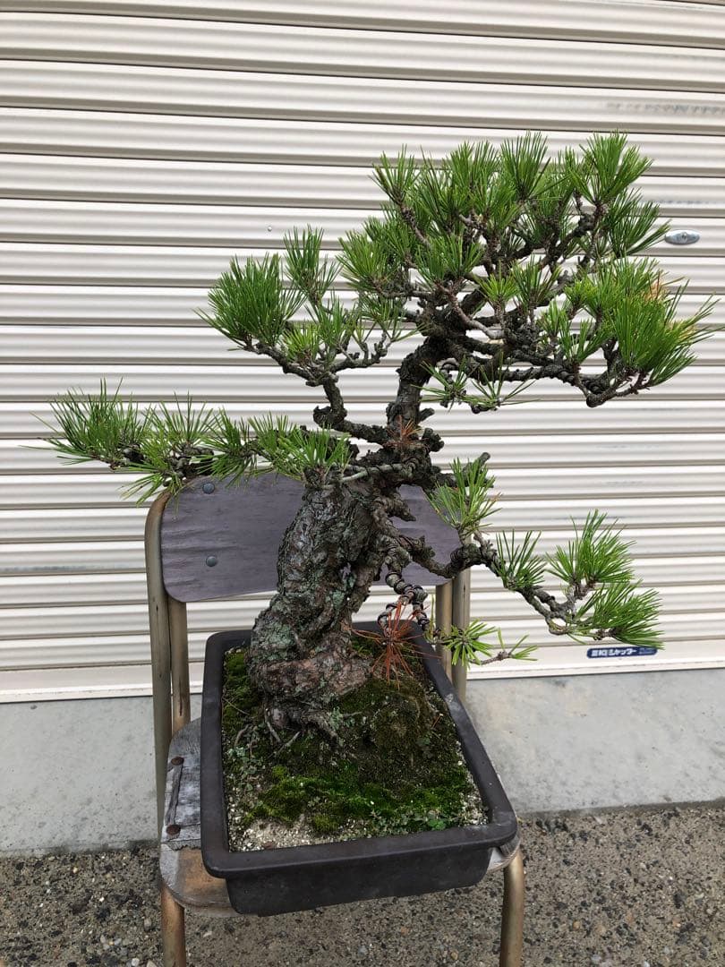 黒松盆栽　高さ約60cm