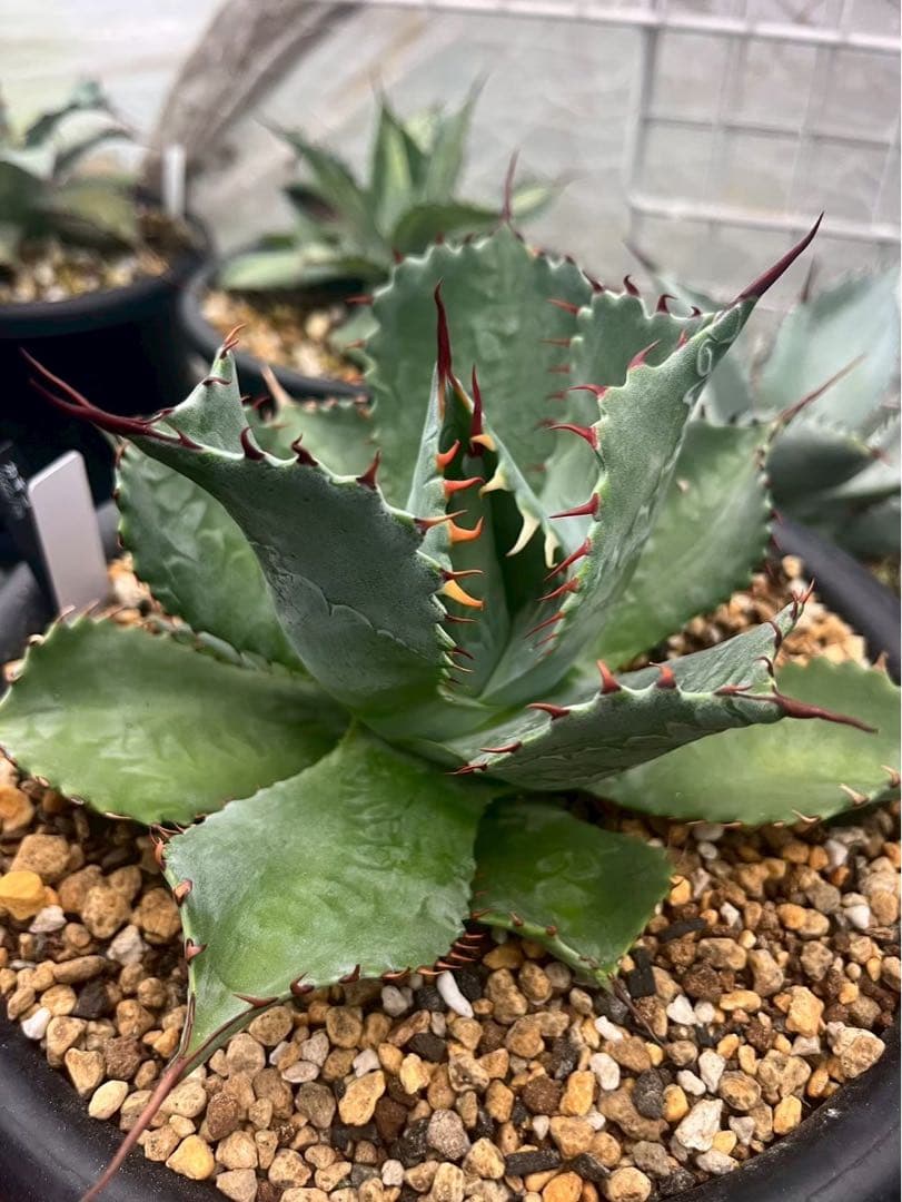 アガベ　パライシ（パラサナ×イシスメンシス）