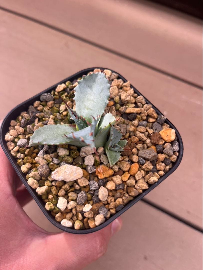 アガベ　パライシ（パラサナ×イシスメンシス）