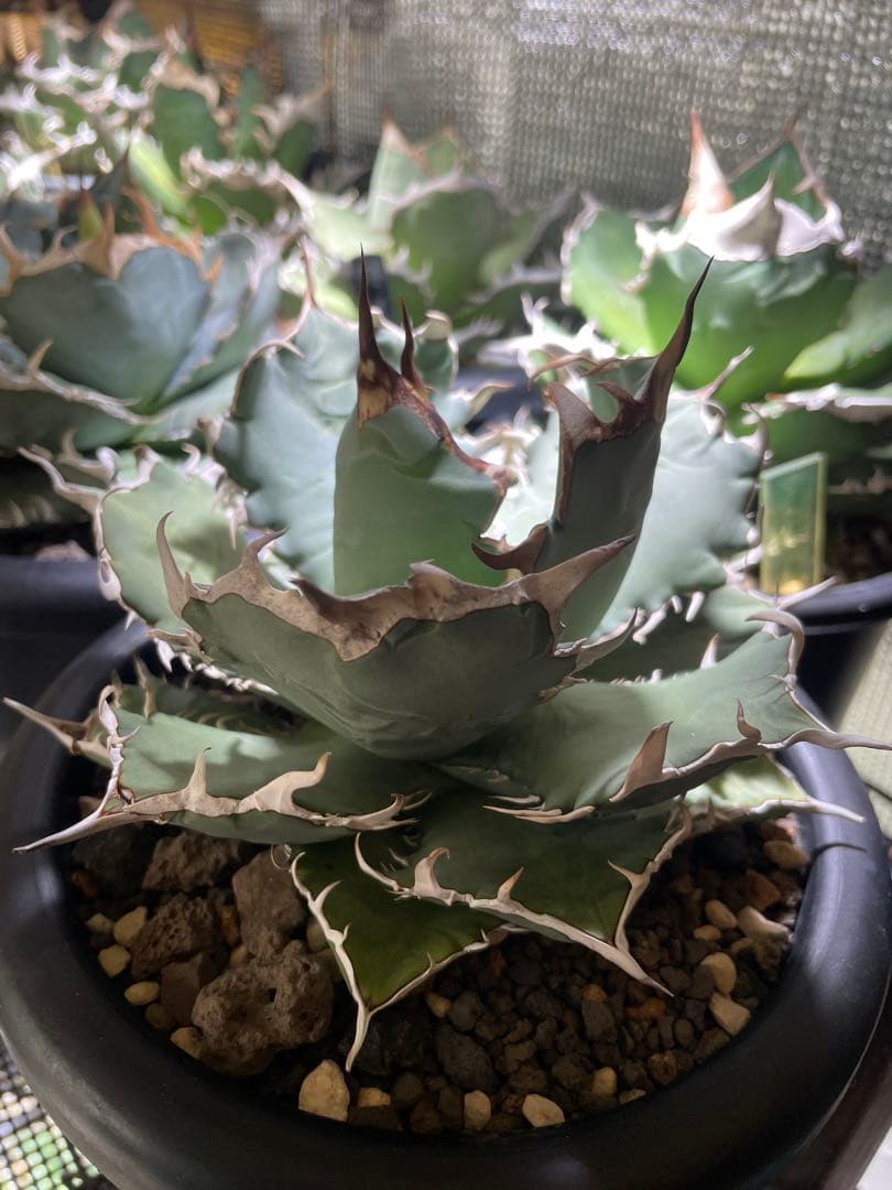 アガベ　オテロイ　青葉　5号