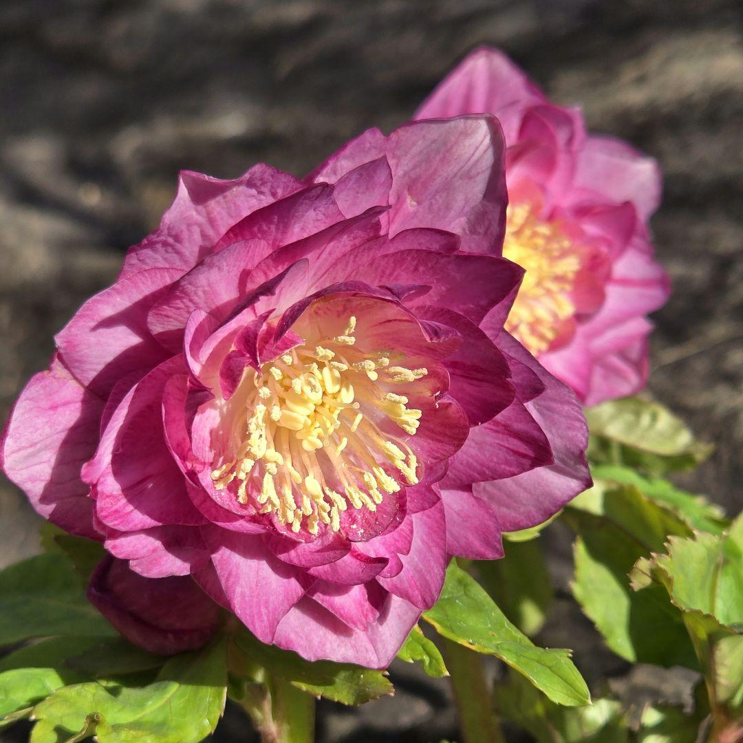 未株分　クリスマスローズ　多弁　ライト　ピンクゴールド　加藤農園