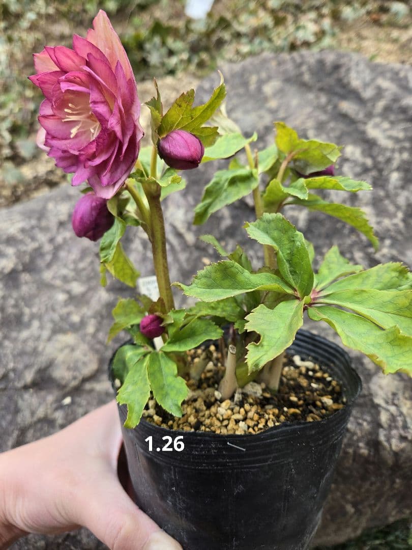 訳有り最終値下　未株分　クリスマスローズ　多弁　ライト　ピンクゴールド　加藤農園