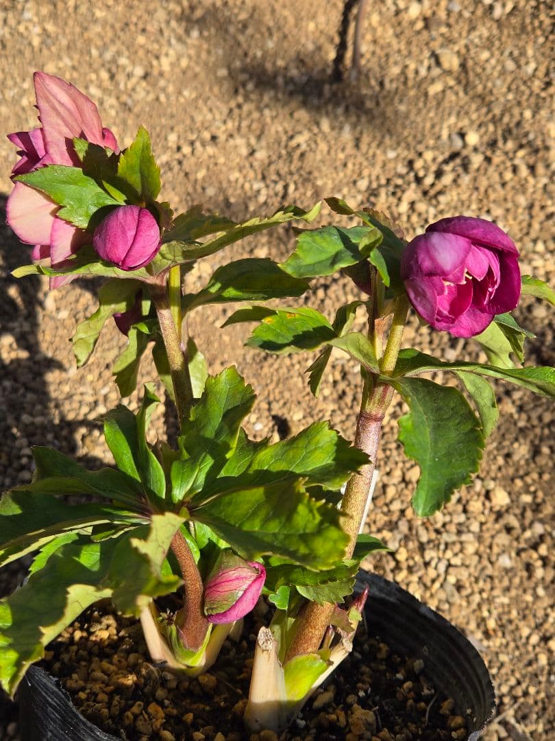 訳有り最終値下　未株分　クリスマスローズ　多弁　ライト　ピンクゴールド　加藤農園