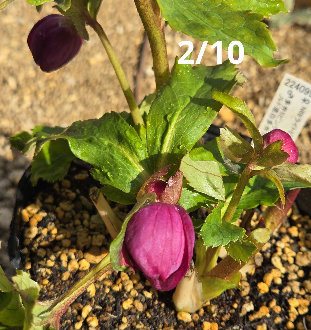 訳有り最終値下　未株分　クリスマスローズ　多弁　ライト　ピンクゴールド　加藤農園