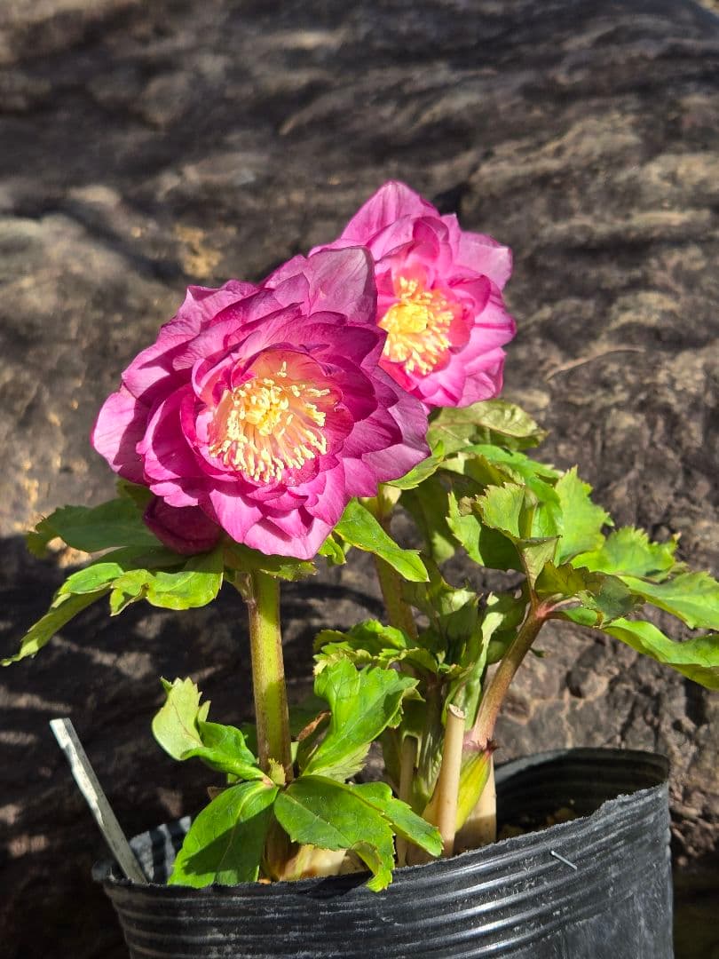 訳有り最終値下　未株分　クリスマスローズ　多弁　ライト　ピンクゴールド　加藤農園