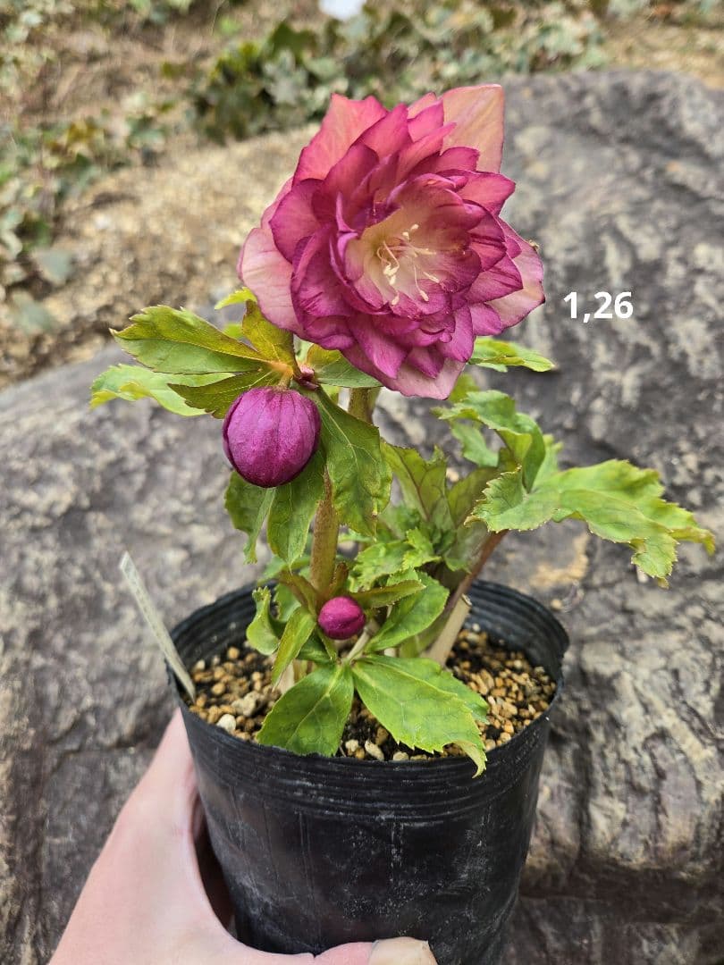 訳有り最終値下　未株分　クリスマスローズ　多弁　ライト　ピンクゴールド　加藤農園