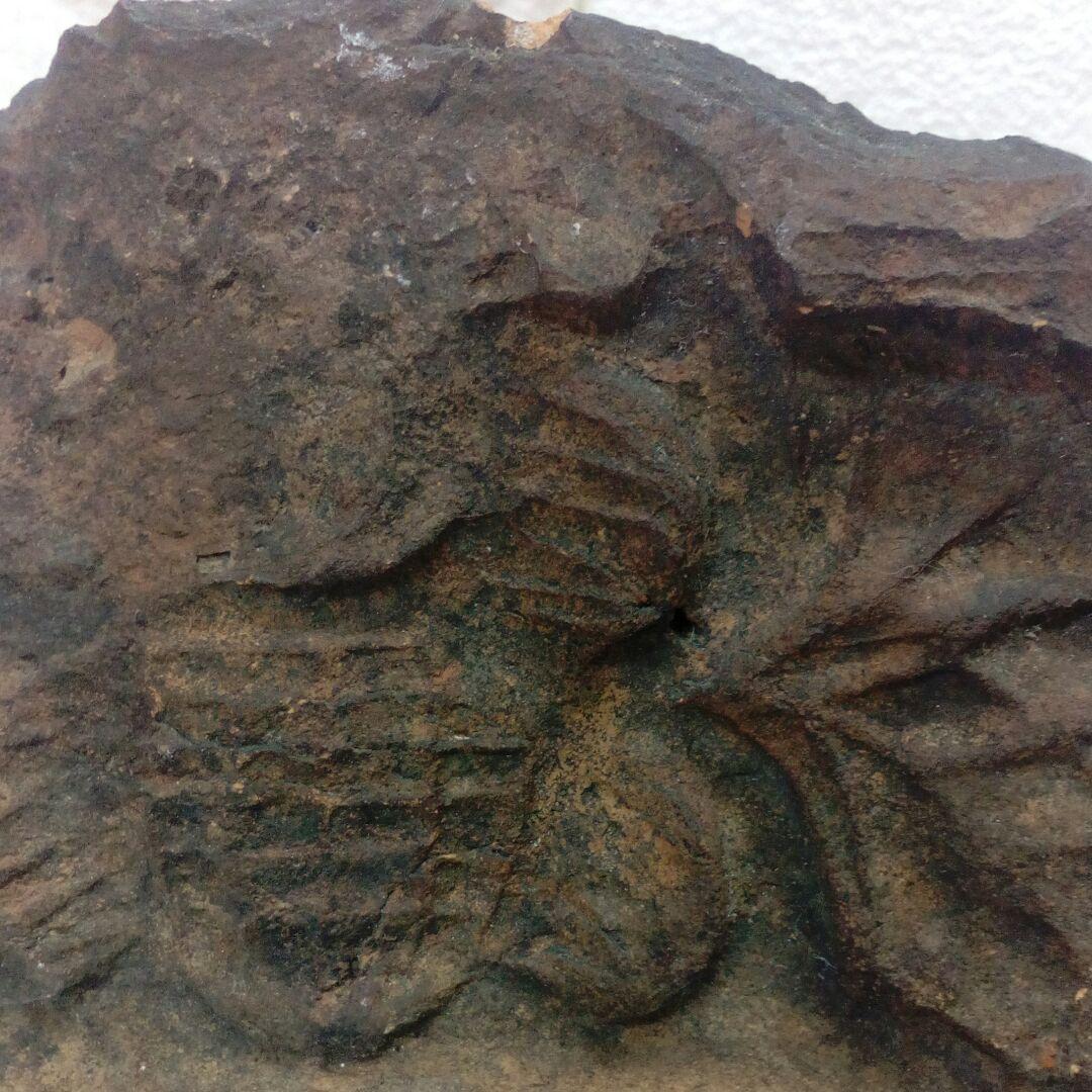 極稀少琉球古瓦城郭寺社灰茶褐色２００〜３３０年前頃レア当時物希少資料コレクション