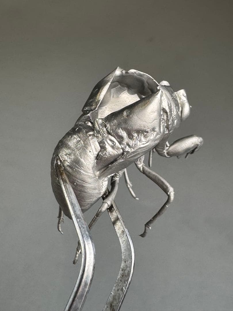 蝉　蝉の抜け殻　セミ　オブジェ　虫好き　金属製　標本