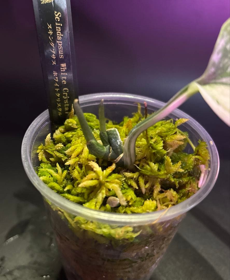 スキンダプサス ケンカナ 【レア】 クリスタルのおまけ付き　L5