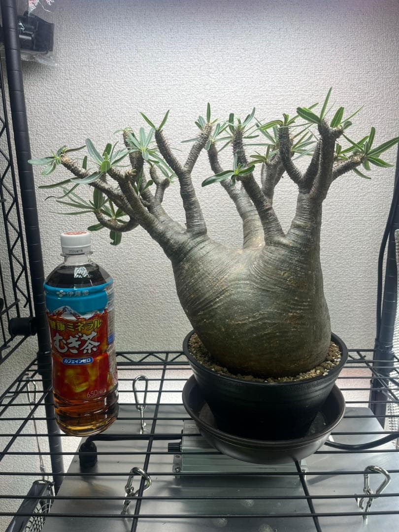 パキポディウム グラキリス 現地株 L