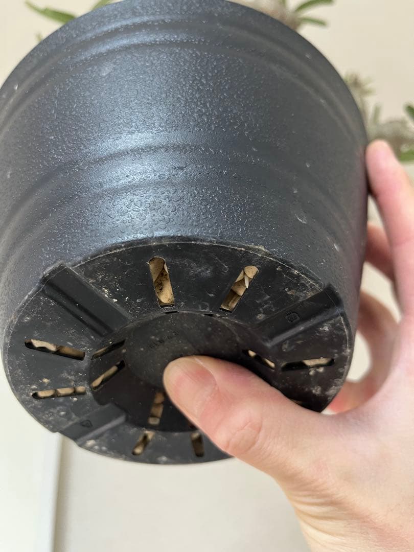 パキポディウム グラキリス 現地株 L