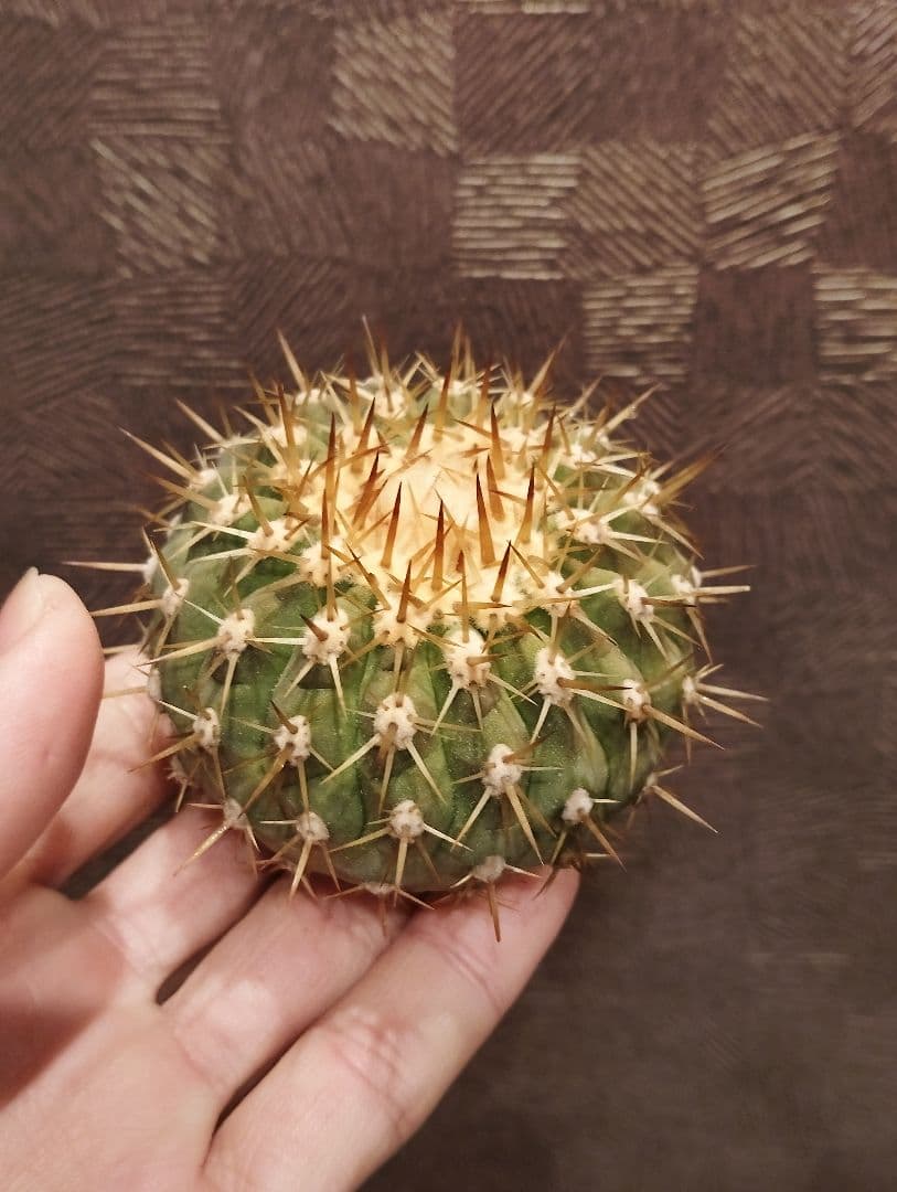 \"大株美株\" コピアポア 孤竜丸 コルムナアルバ