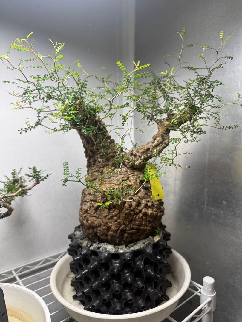 極上大株　発根済み　幹幅約20センチ パキプス　ボコ肌