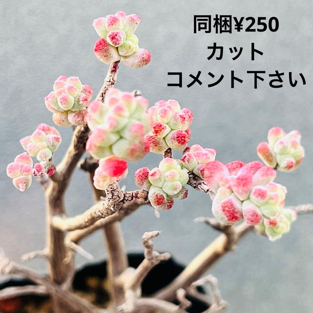 ◇ 15【現品　根本からカット】セダム「木立性ブレビフォリウム」3年生株