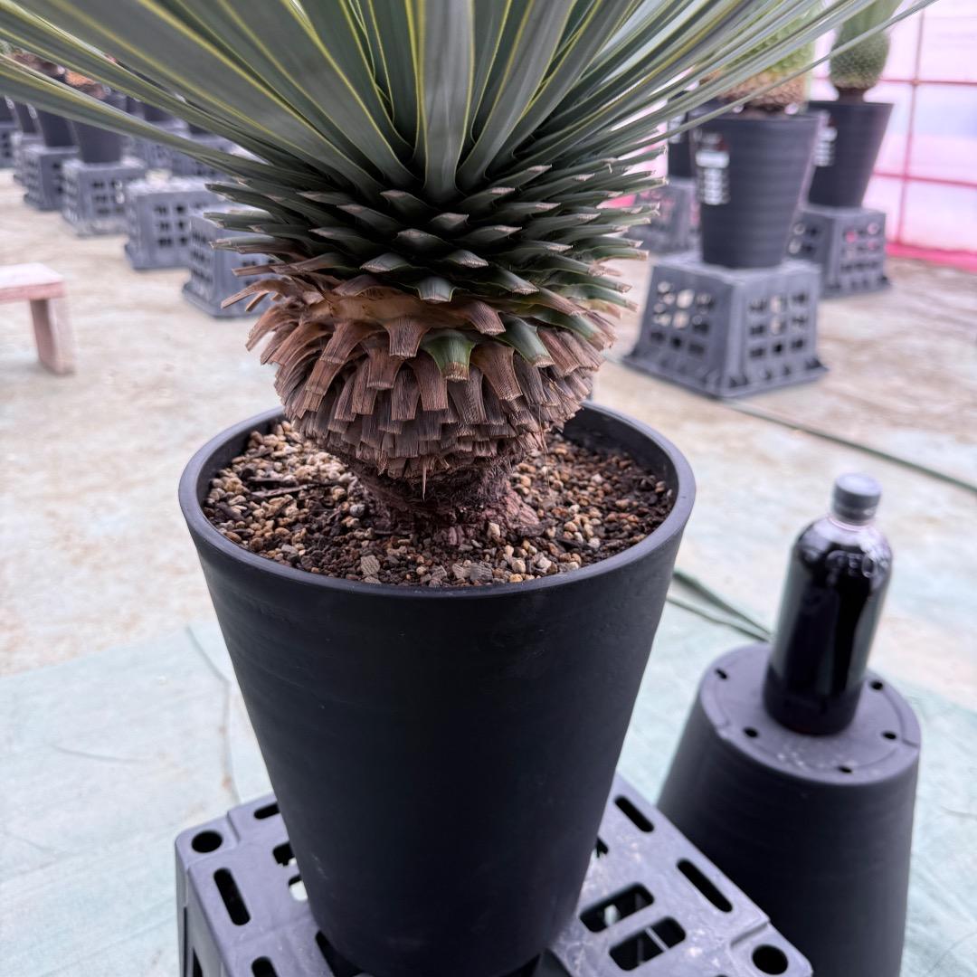 【AL1036】ユッカ　ロストラータ　超美形　シルバーブルー個体