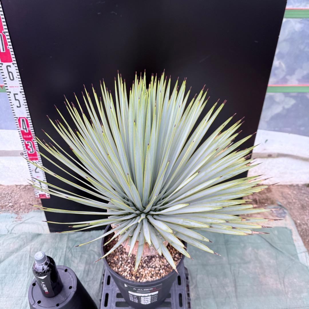 【AL1036】ユッカ　ロストラータ　超美形　シルバーブルー個体