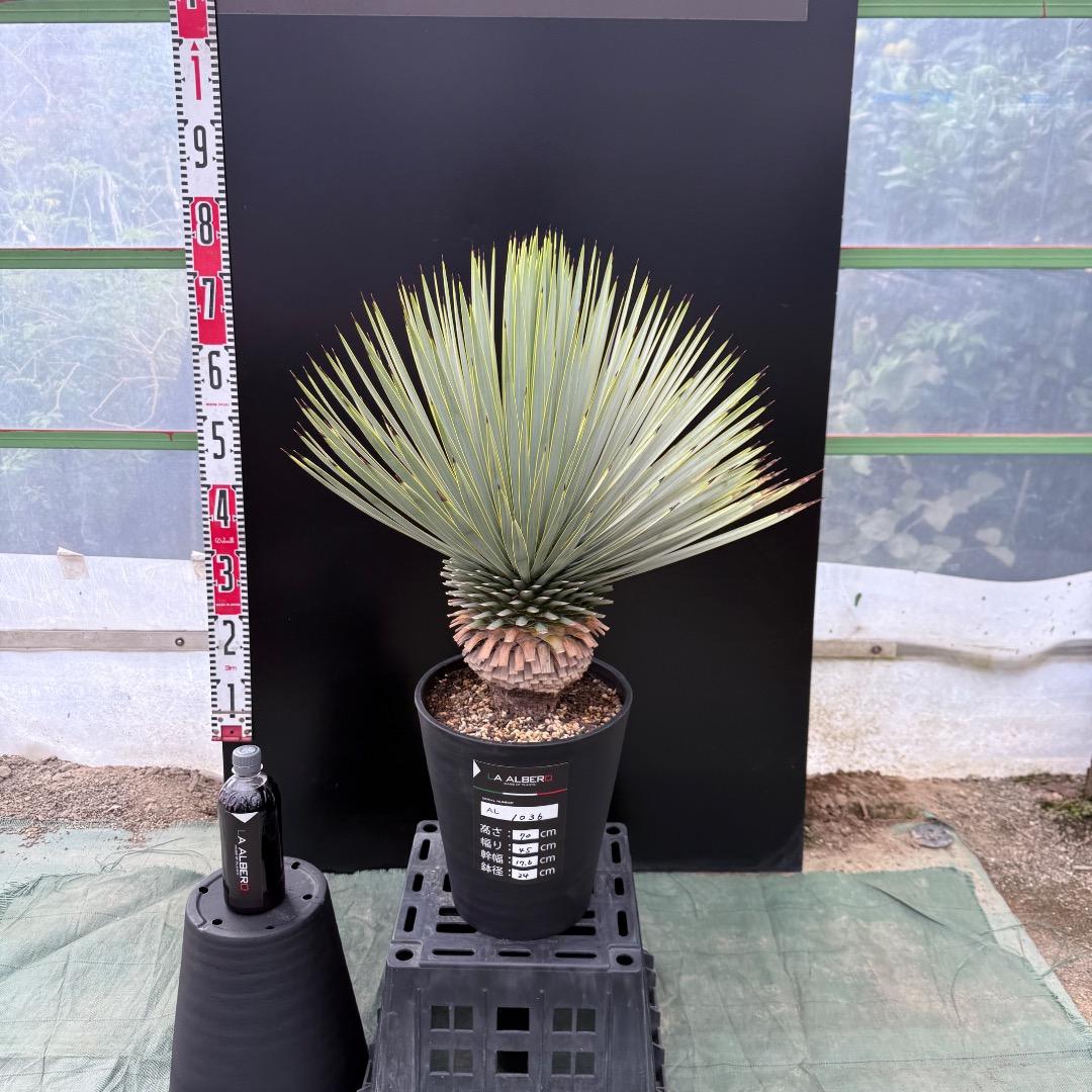 【AL1036】ユッカ　ロストラータ　超美形　シルバーブルー個体