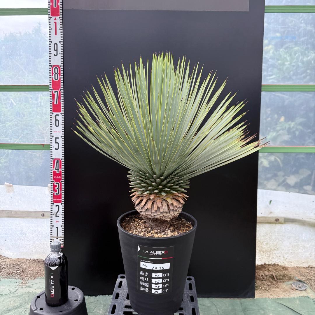 【AL1036】ユッカ　ロストラータ　超美形　シルバーブルー個体