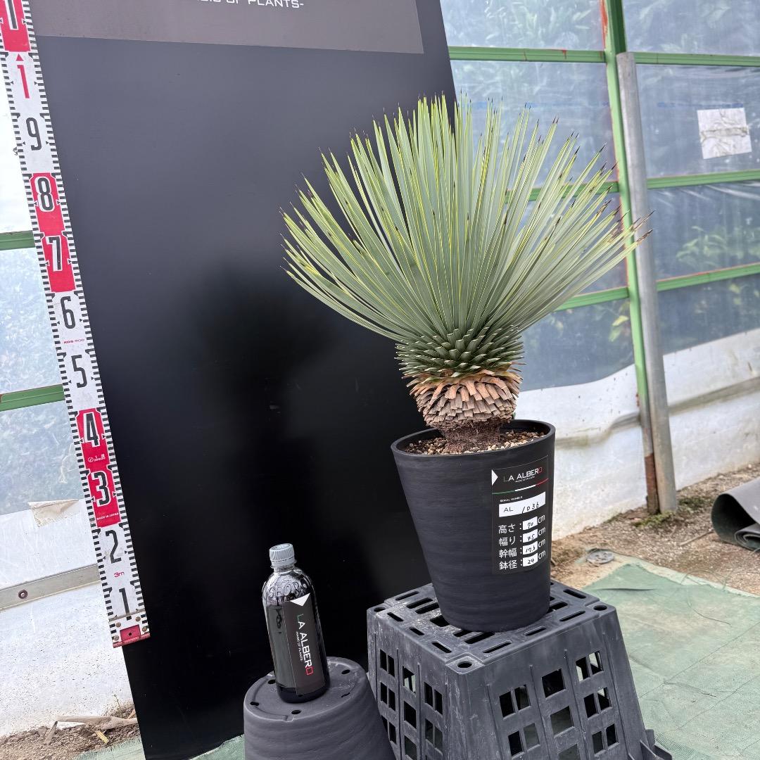 【AL1036】ユッカ　ロストラータ　超美形　シルバーブルー個体