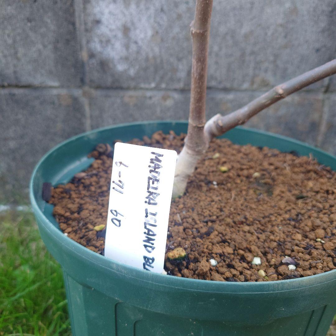 マデイラアイランドブラック。