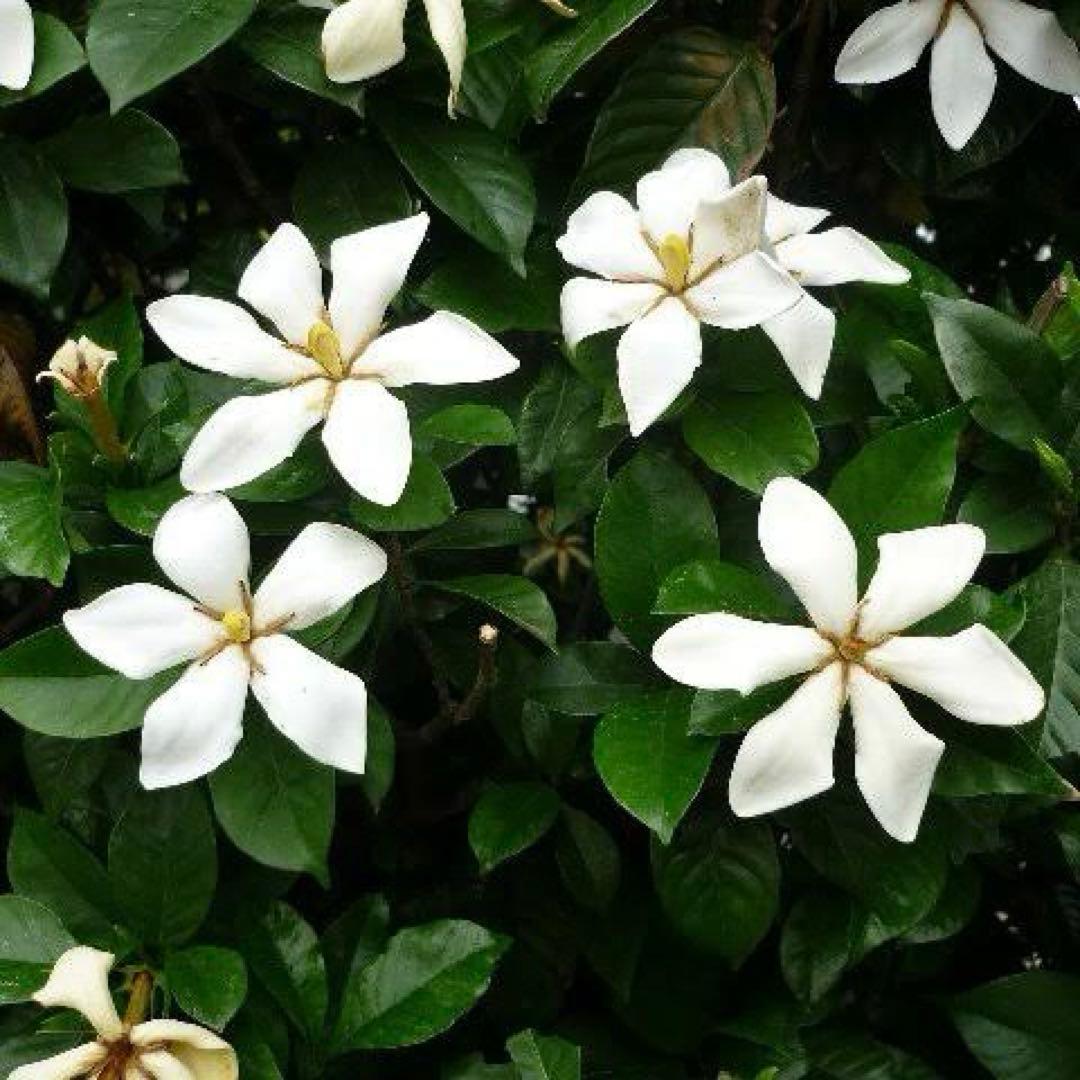 一重クチナシ 挿し木 活着苗 1苗 芳醇な香りと美しいお花をお楽しみ下さい。