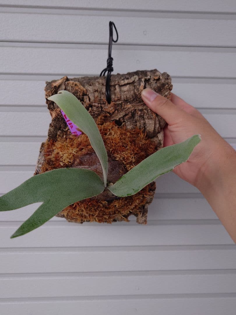 ビカクシダスノークイーンエルサF307 コルク付き