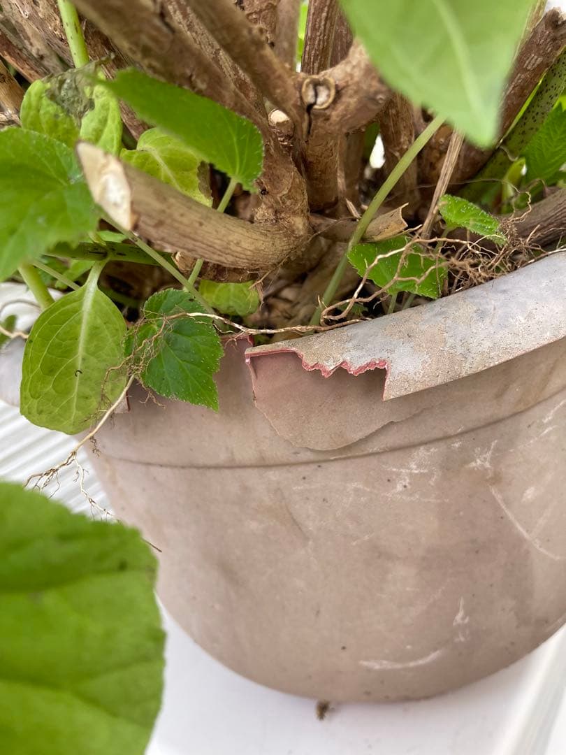 紫陽花特大10号鉢　開花中　希少紫陽花桜のころ小苗オマケ付き
