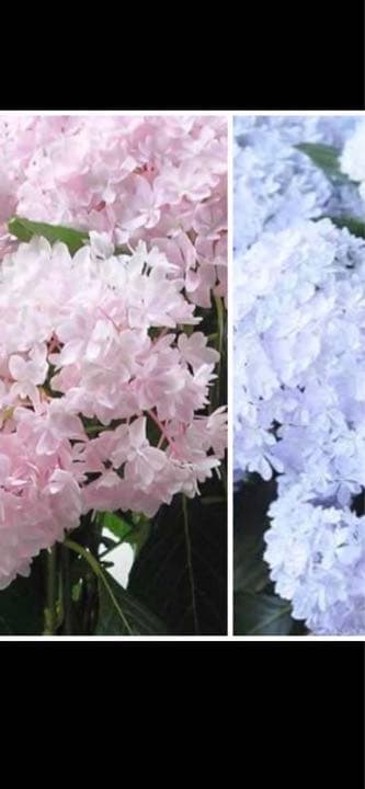 紫陽花特大10号鉢　開花中　希少紫陽花桜のころ小苗オマケ付き